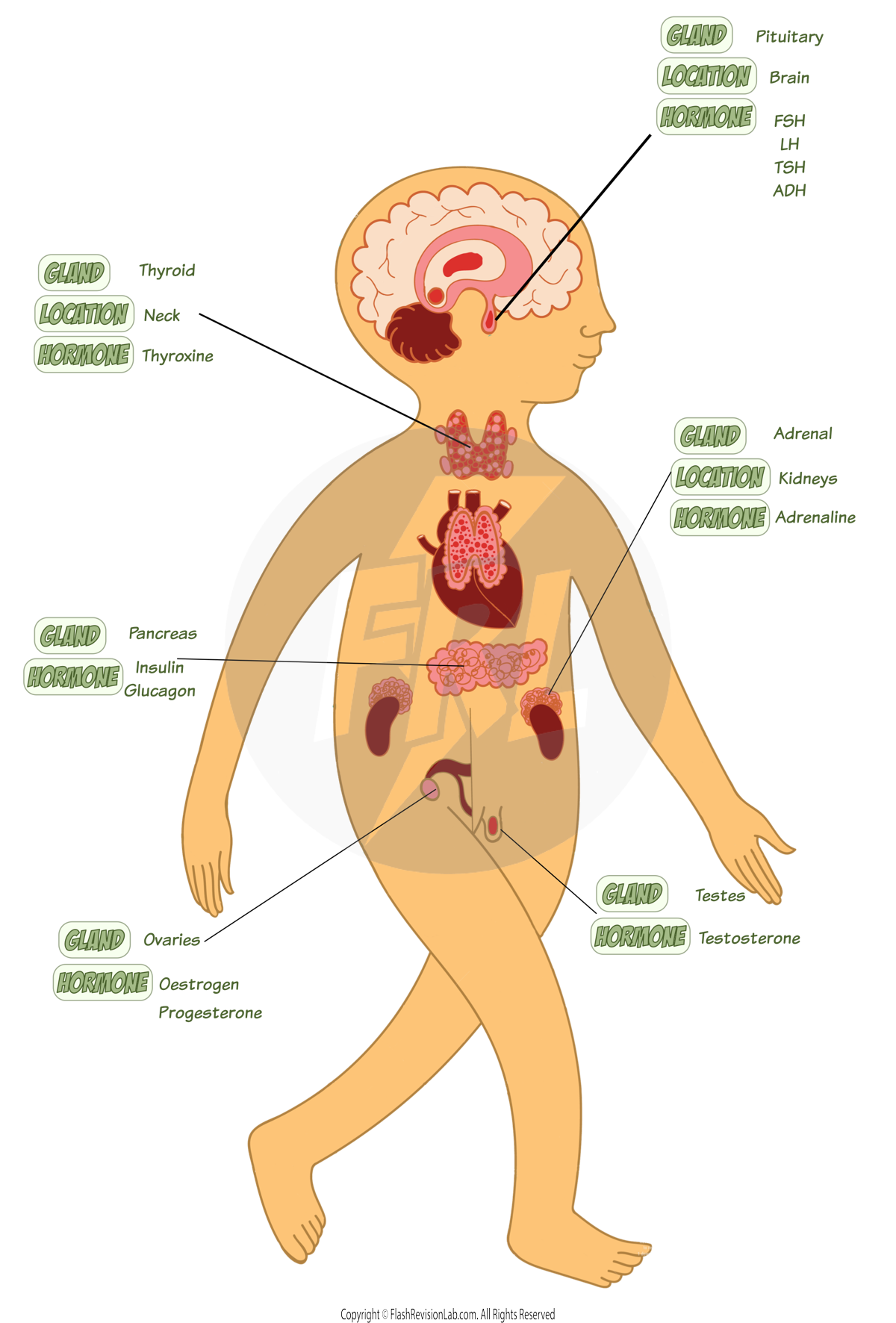 Endocrine System